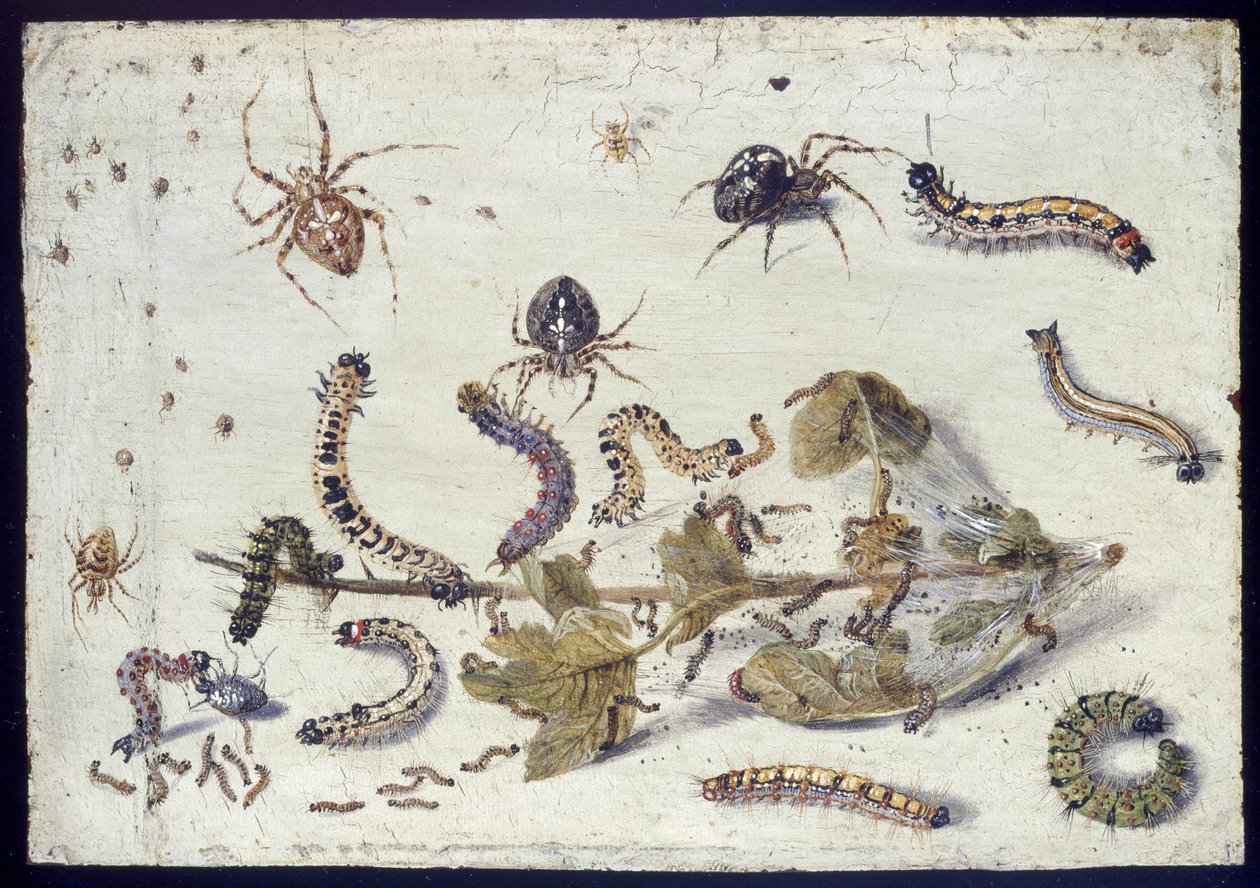 Ulike edderkopper og larver, med en kvist stikkelsbær, tidlig på 1650-tallet (olje på kobber) av Jan van Kessel the Elder