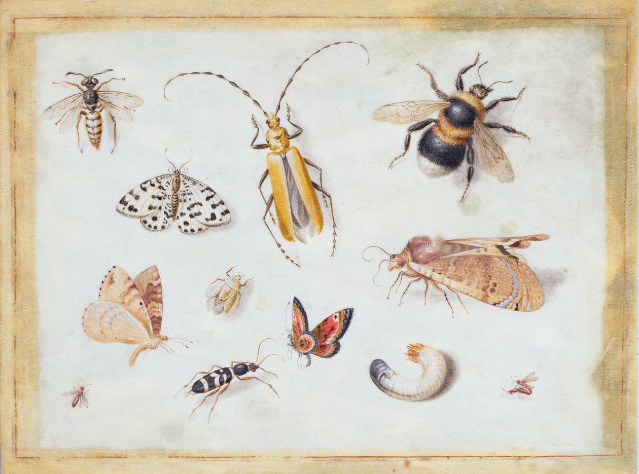 En studie av sommerfugler og andre insekter (gouache på vellum) av Jan van Kessel the Elder