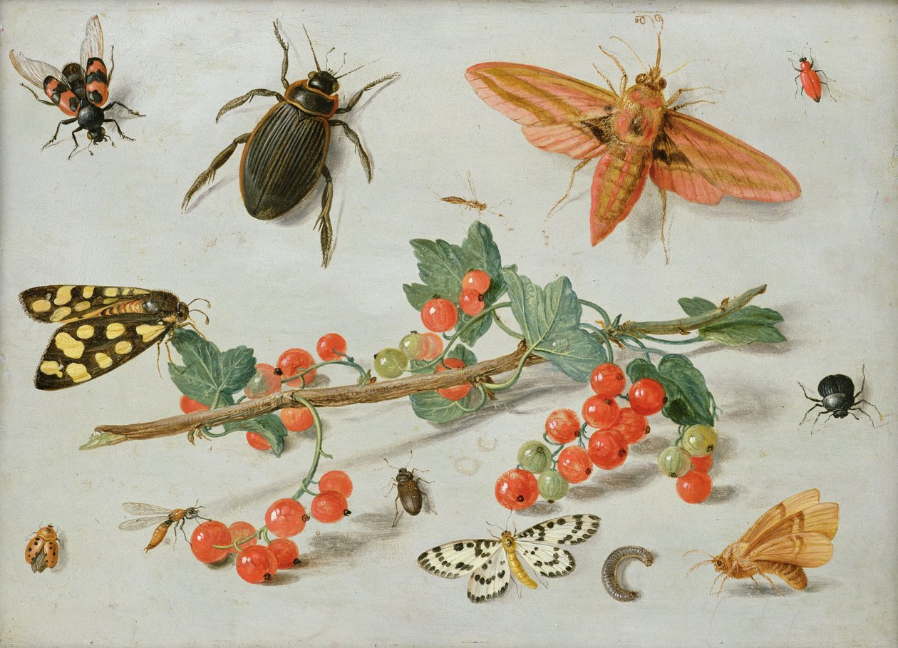 En kvist røde rips med en elefanthaukmøll, en skjæremøll og andre insekter, 1657 (olje på kobber) av Jan van Kessel the Elder