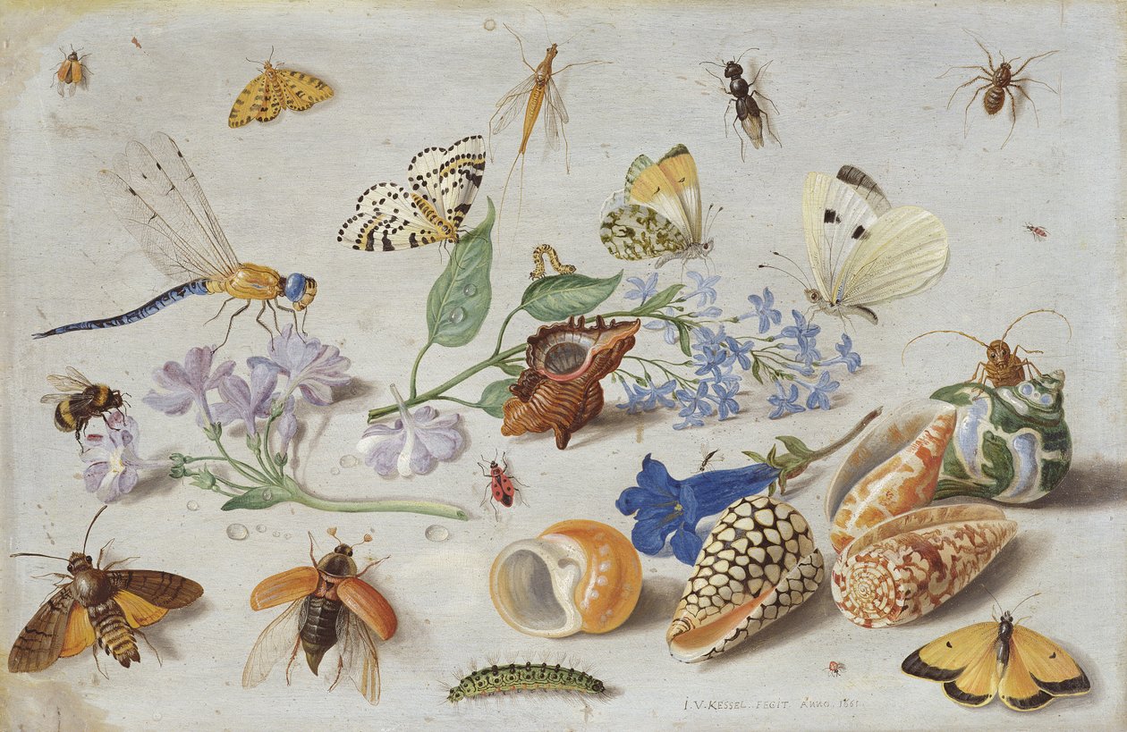 Sommerfugler og andre insekter, 1661 (olje på kobber) av Jan van Kessel the Elder