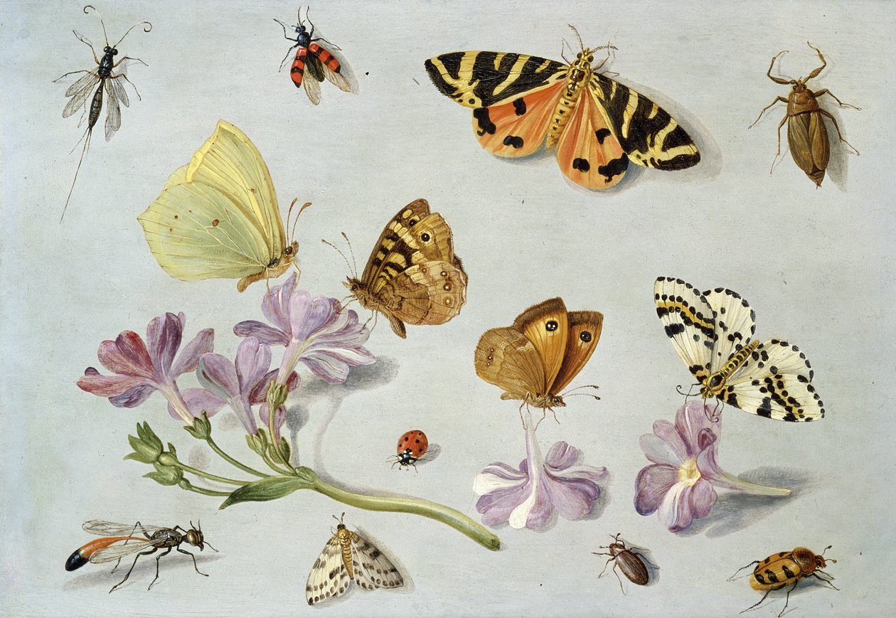 Sommerfugler, møll og andre insekter med en kvist av periwinkle (olje på kobber) av Jan van Kessel the Elder
