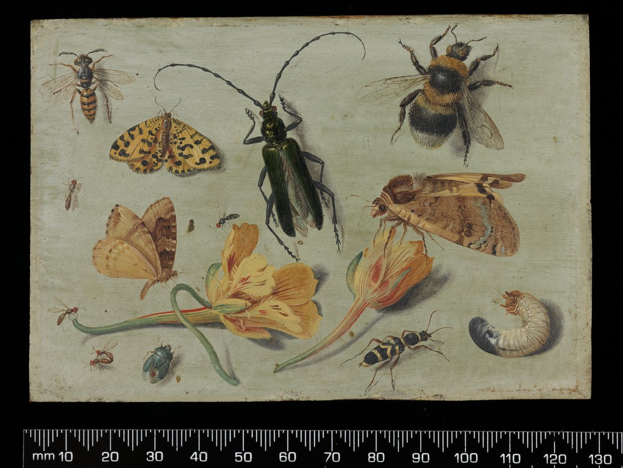 Insekter (olje på kobber) av Jan van Kessel the Elder