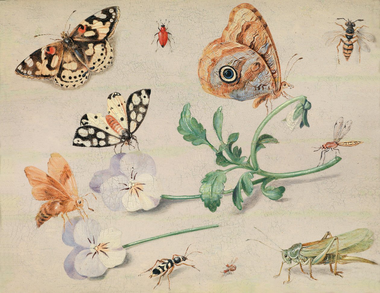 Studie av insekter og blomster av Jan van Kessel the Elder