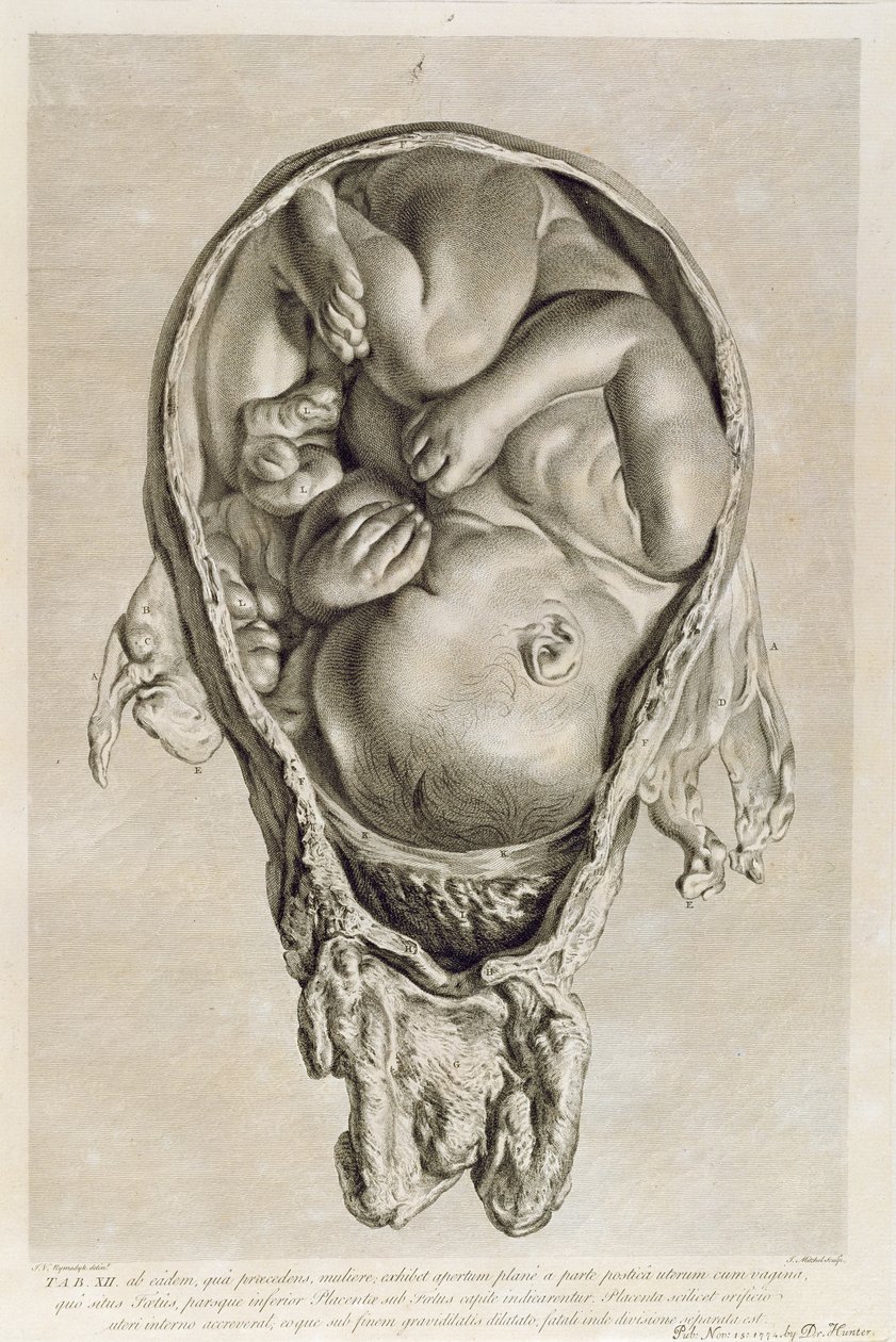 Anatomisk tegning av et foster i livmoren, gravert av Francois Simon Ravenet (1706-74) pub. 1774 av Jan van Rymsdyk
