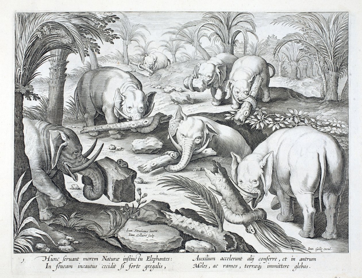 En flokk med elefanter bygger instinktivt en gropfelle, illustrasjon fra 'Venationes, Ferarum, Avium, Piscium' (Of Hunting: Wild Beasts, Birds, Fish), gravert av Jan Collaert (1566-1628), pub. av Philli av Jan van der Straet