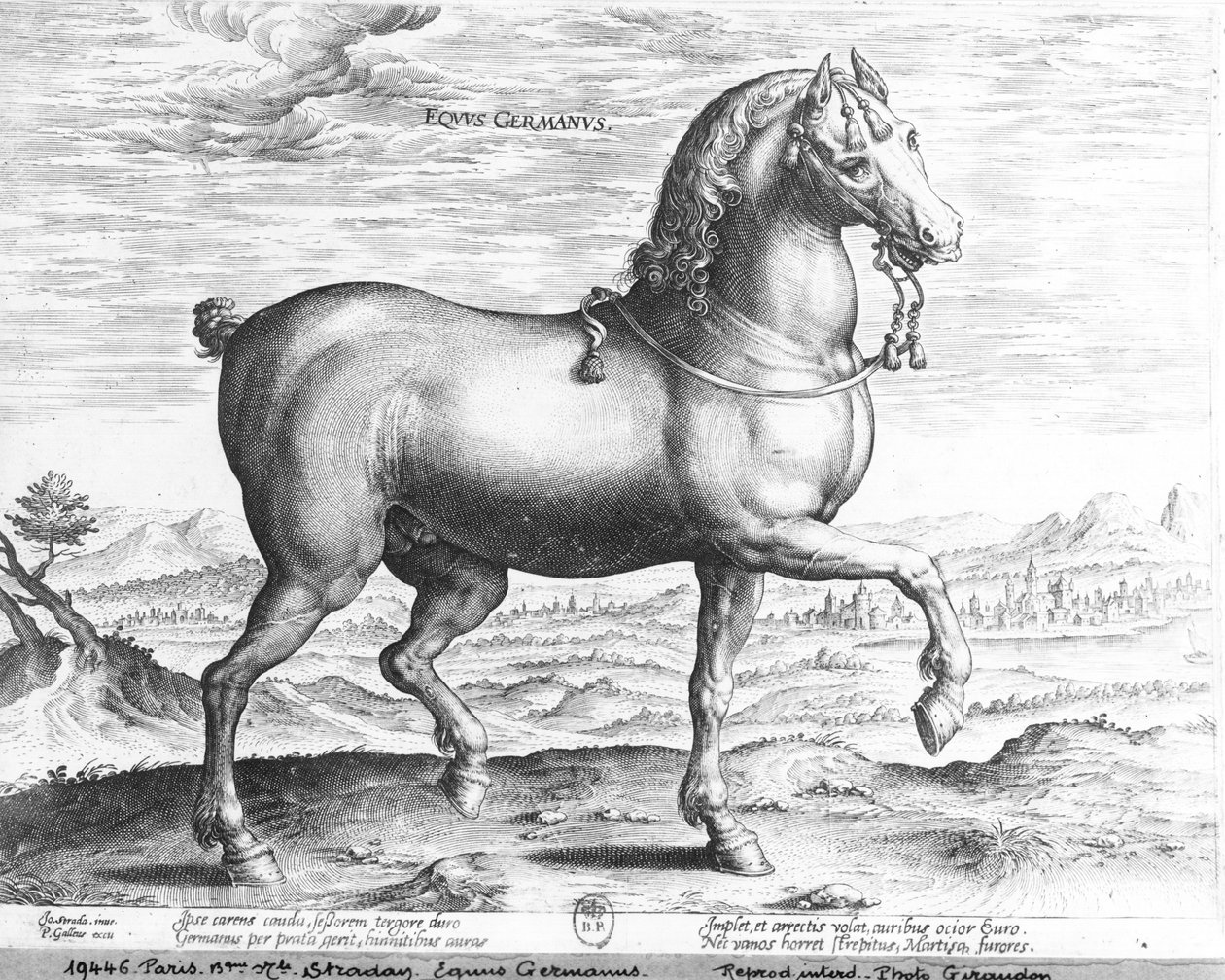 tysk hest av Jan van der Straet