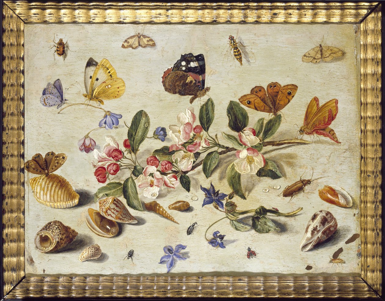 En studie av blomster og insekter (olje på kobber) av Jan van Kessel the Elder