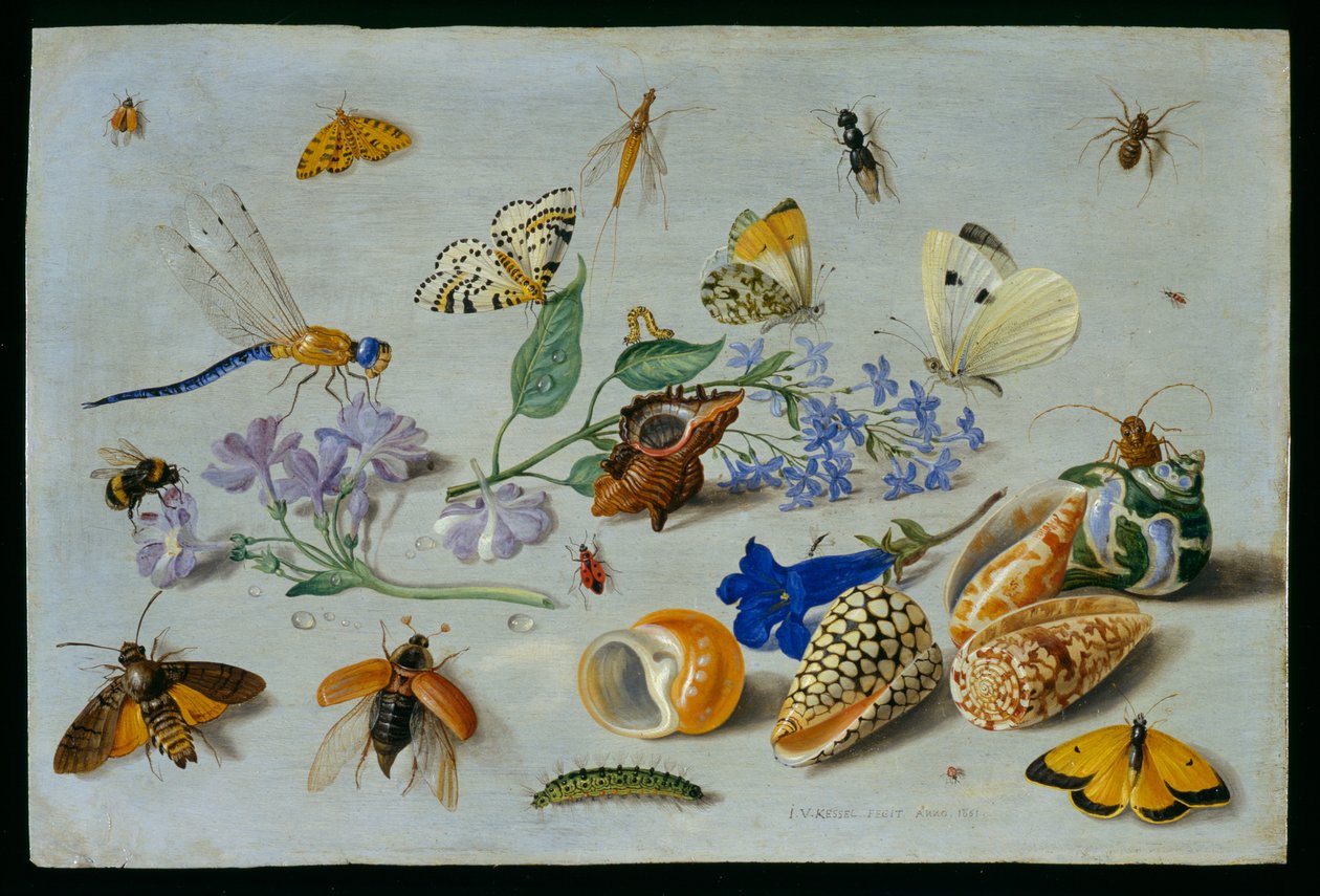 Sommerfugler og andre insekter, 1661 (olje på kobber) av Jan van Kessel the Elder