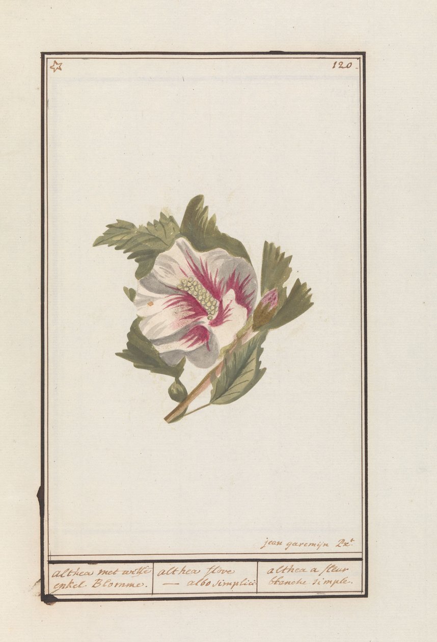 Hibiscus (Hibiscus syriacus) Althea med hvite enkeltblomster. / althea flore - hvit rett og slett. / althea en enkel hvit blomst (tittel på objekt) av Jan Anton Garemyn