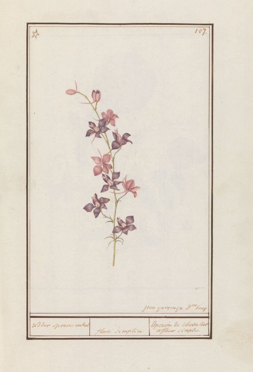 Larkspur (Consolida) ridderspore ankel. / blomst enkel. / Esperon de chevalier afluer enkel. (tittel på objekt) av Jan Anton Garemyn