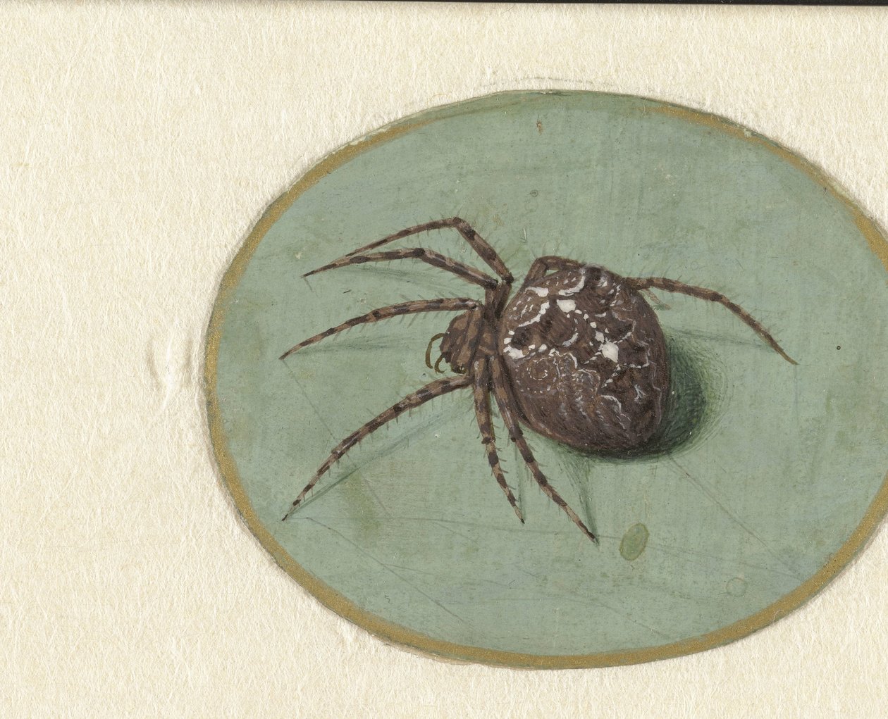 Edderkopp av Jan Augustin van der Goes