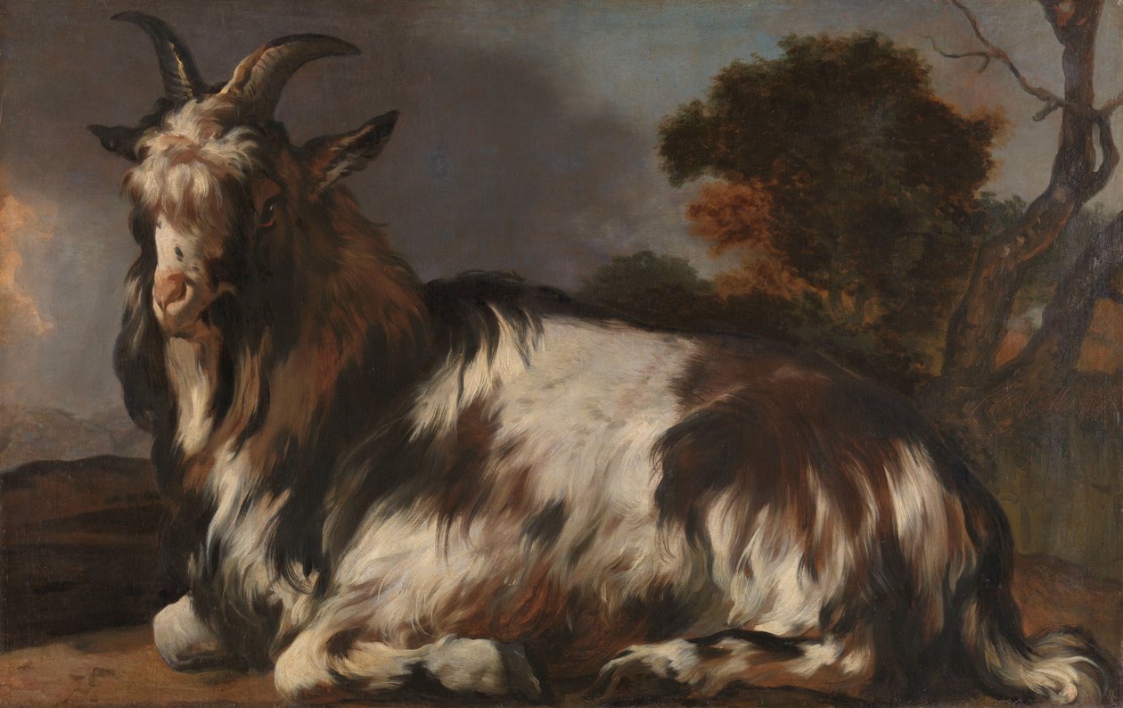 Geit liggende av Jan Baptist Weenix