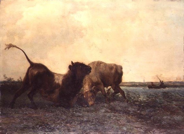 Okser som kjemper av Jan Bedys Tom