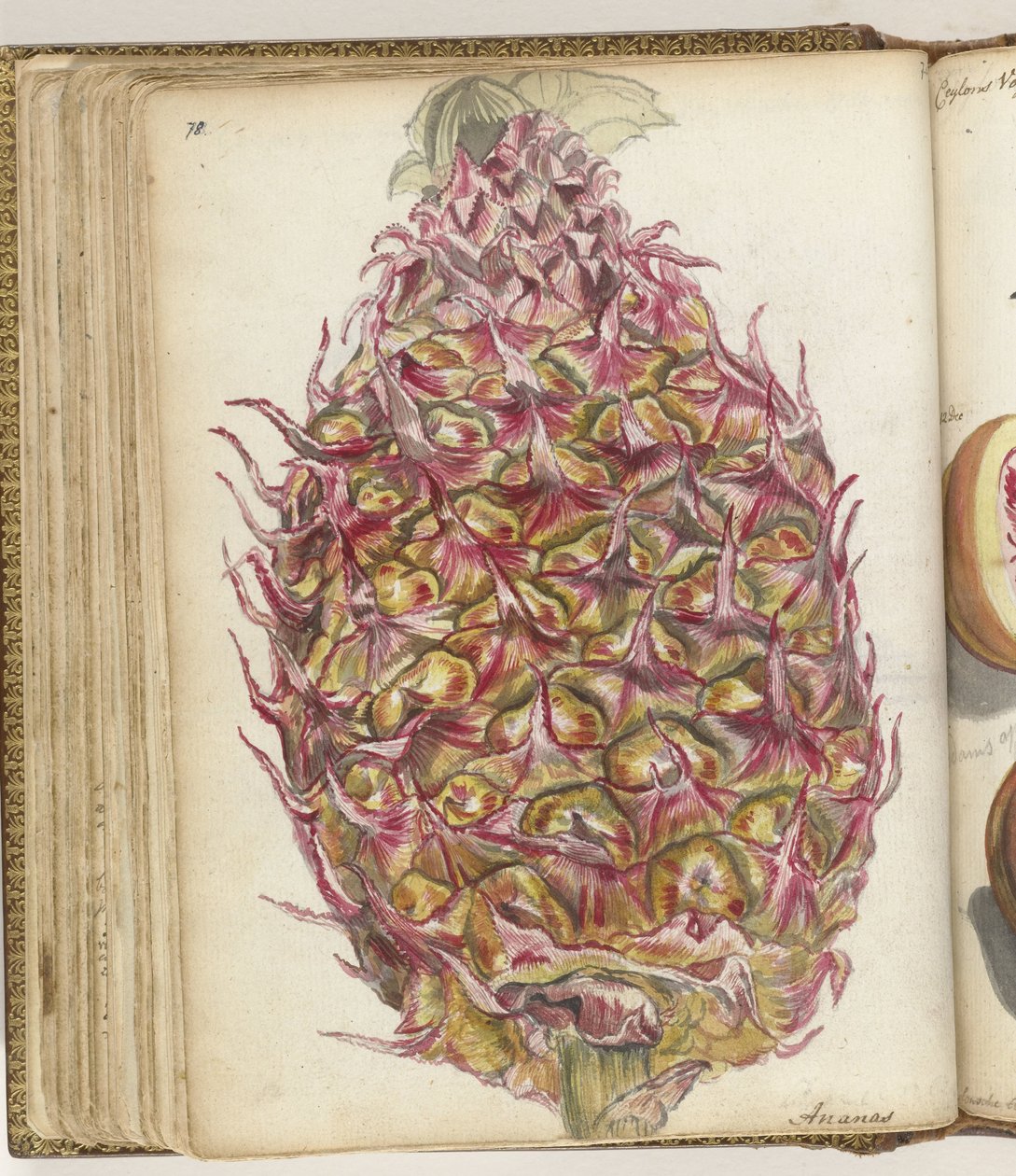 Ananas av Jan Brandes