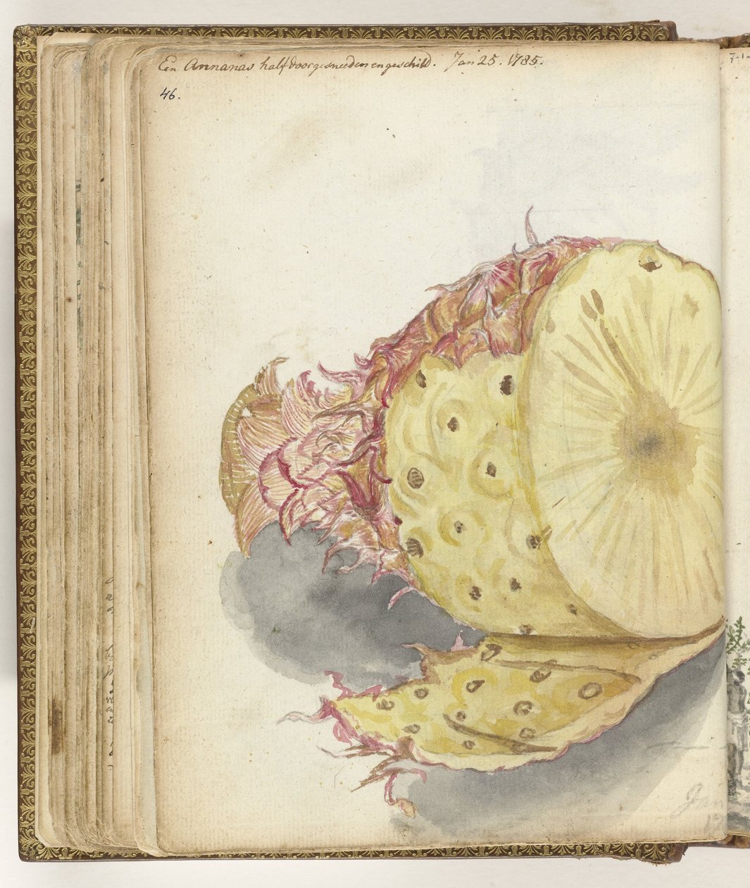 Ananas av Jan Brandes