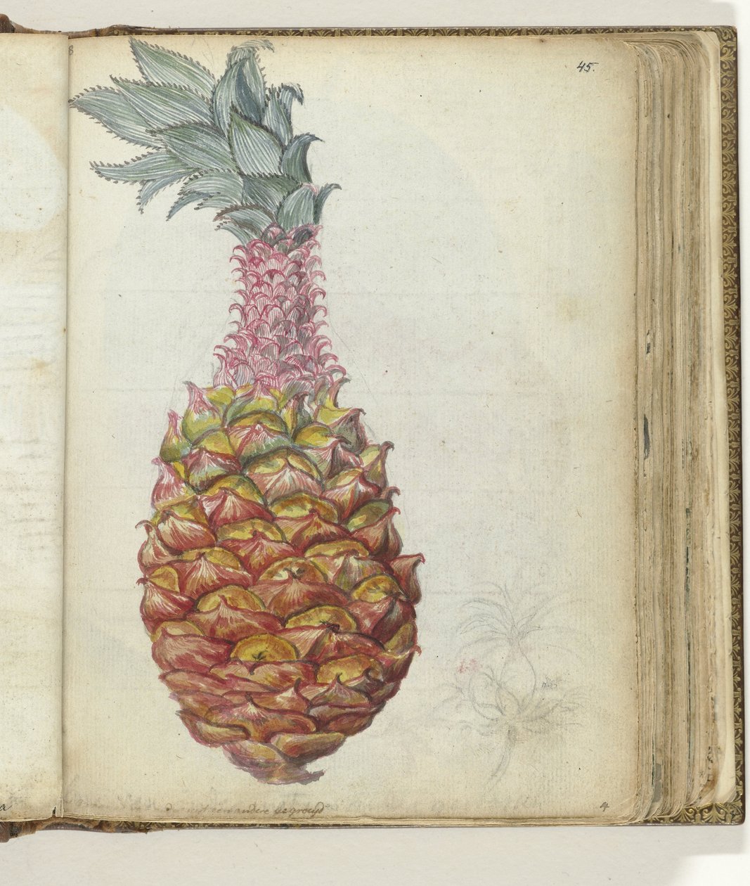 Ananas av Jan Brandes