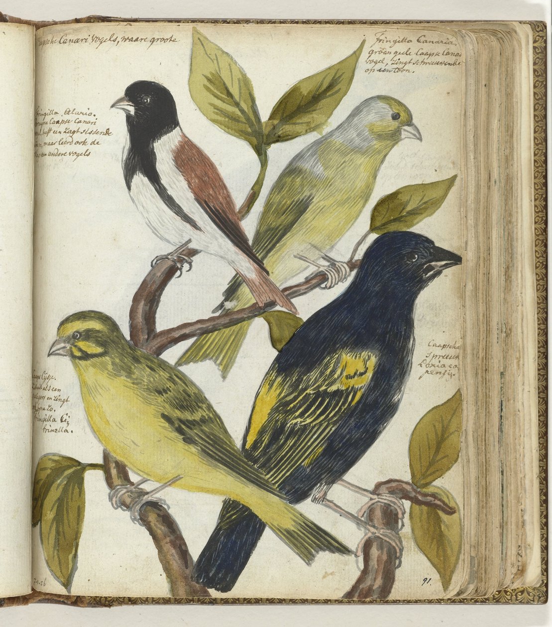 Cape Birds av Jan Brandes