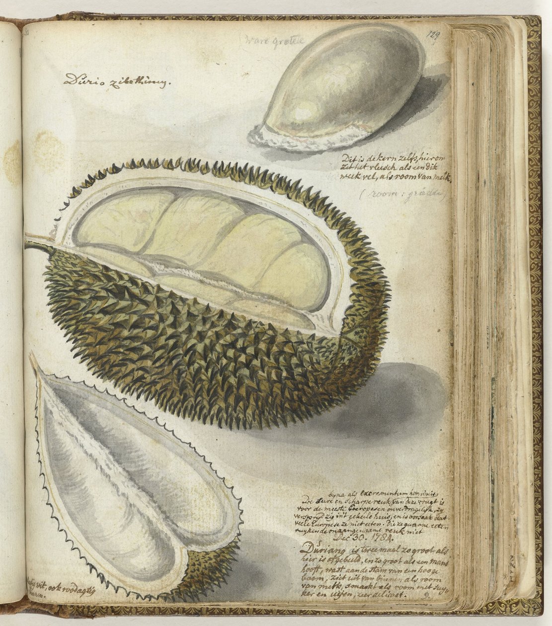 Durian av Jan Brandes