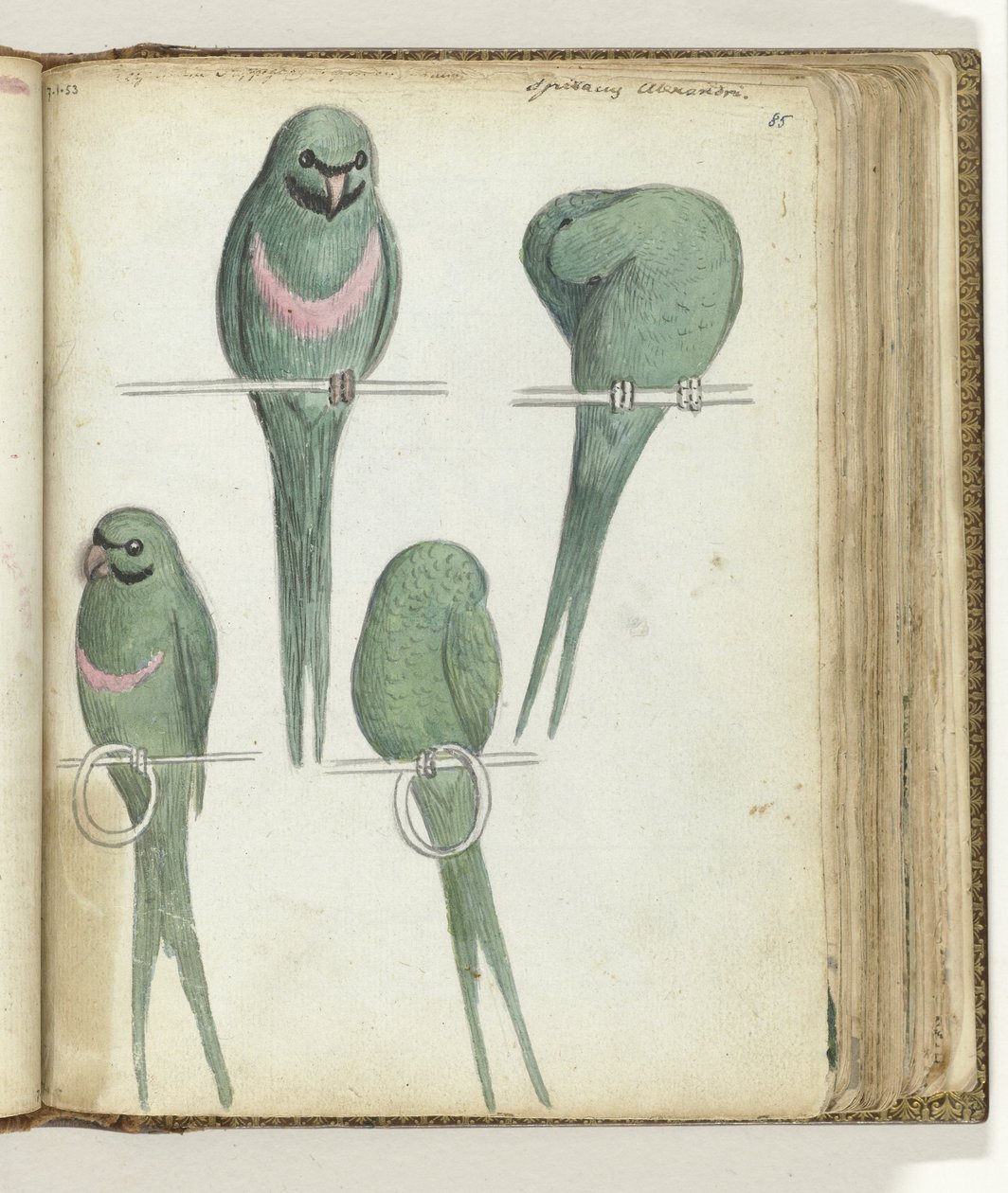 Lovebirds av Jan Brandes