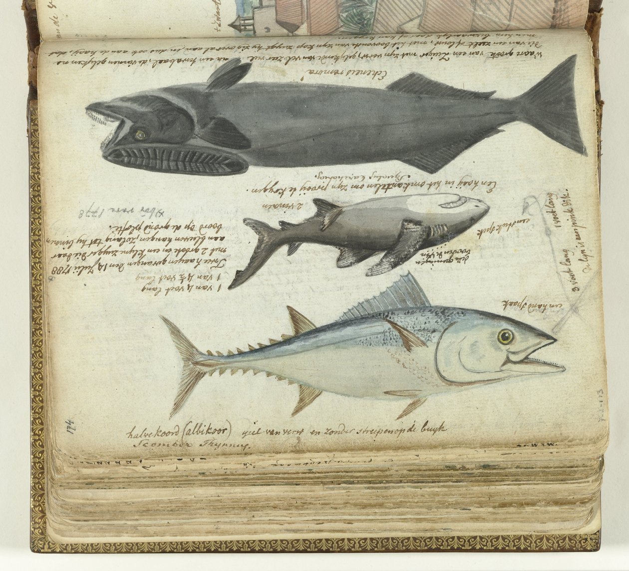 En tunfisk, en hai og en remora av Jan Brandes