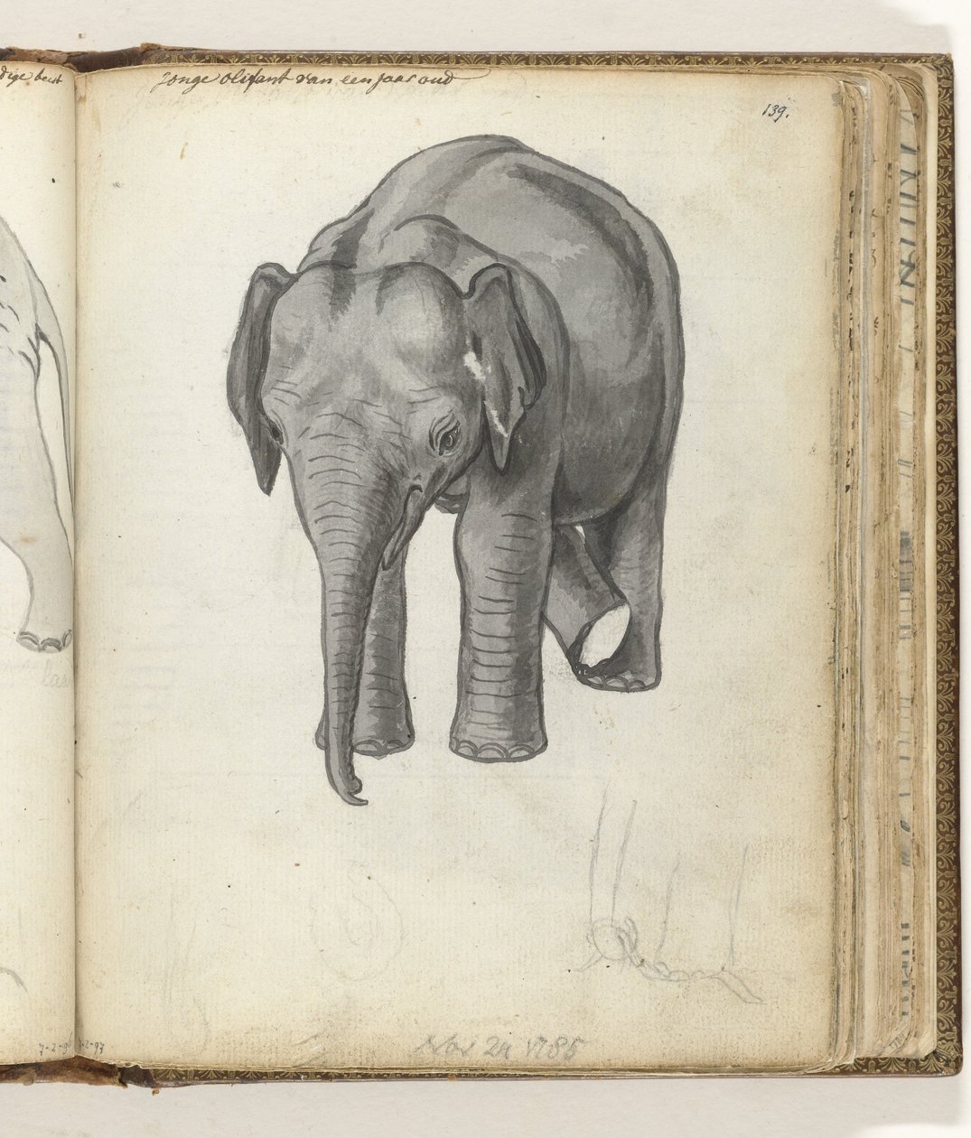 ung elefant av Jan Brandes
