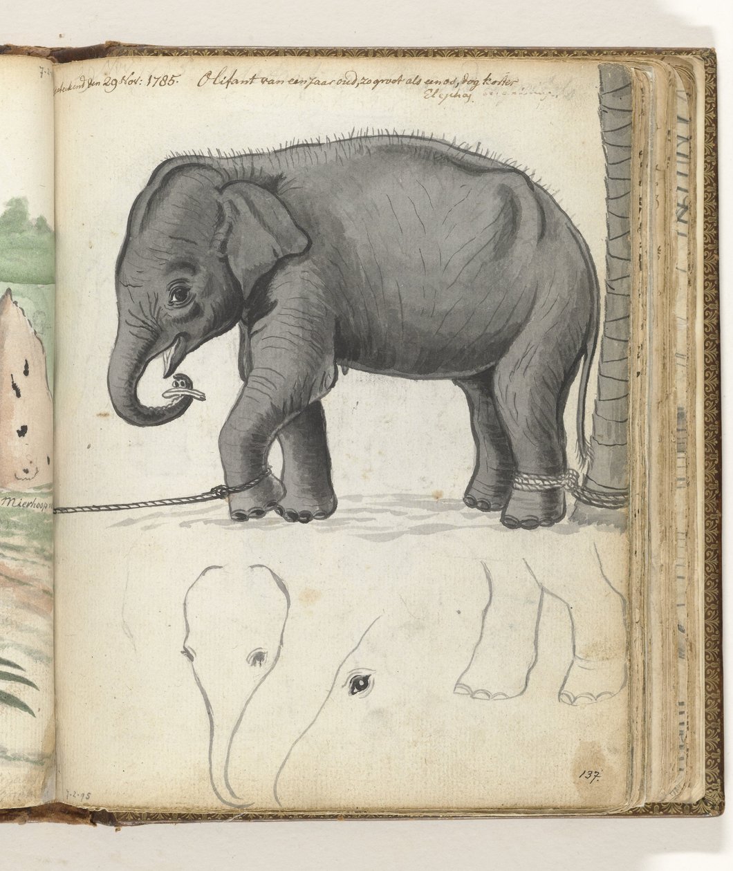 Ung elefant på et tre av Jan Brandes