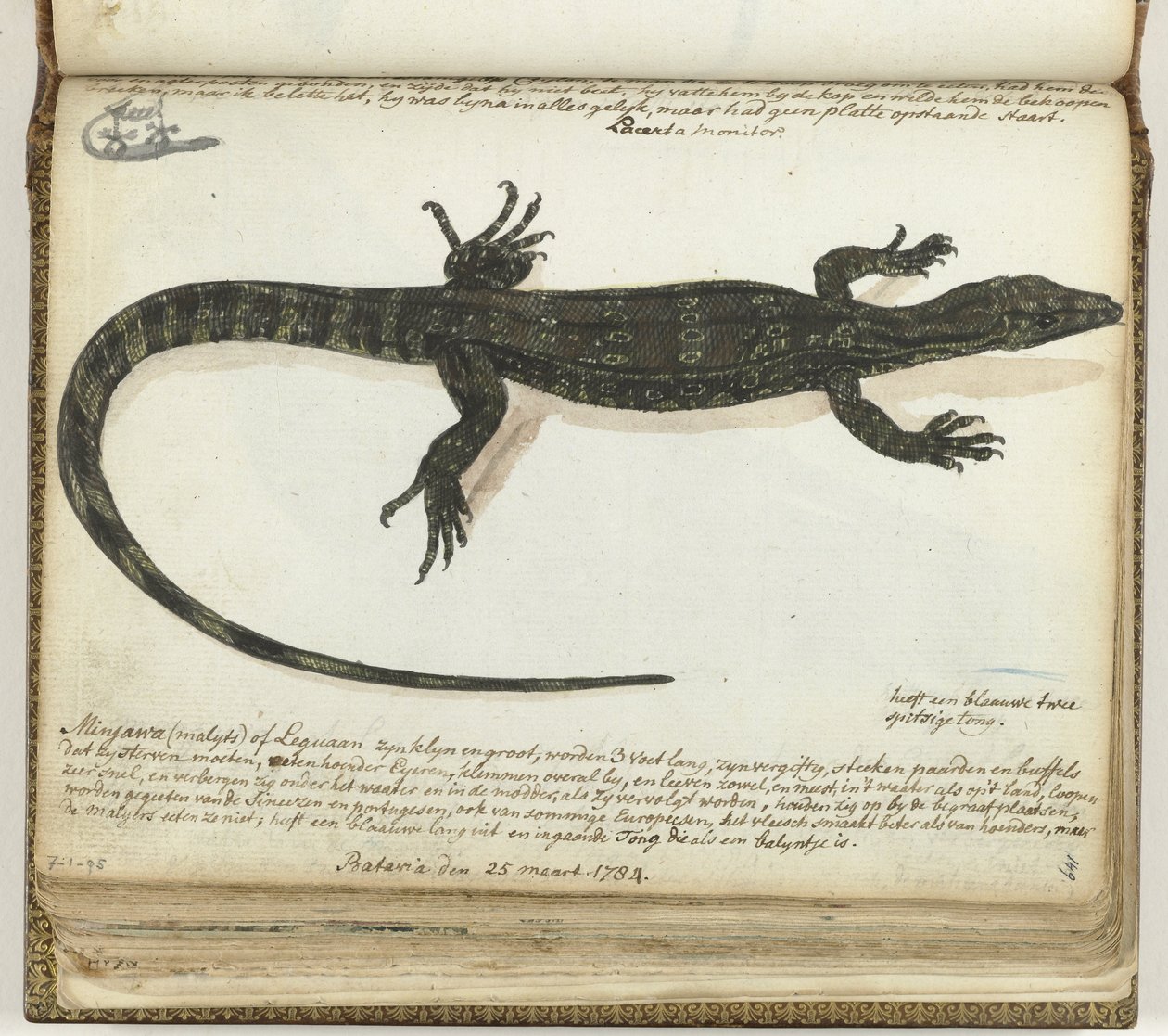 Minjawa eller iguana av Jan Brandes