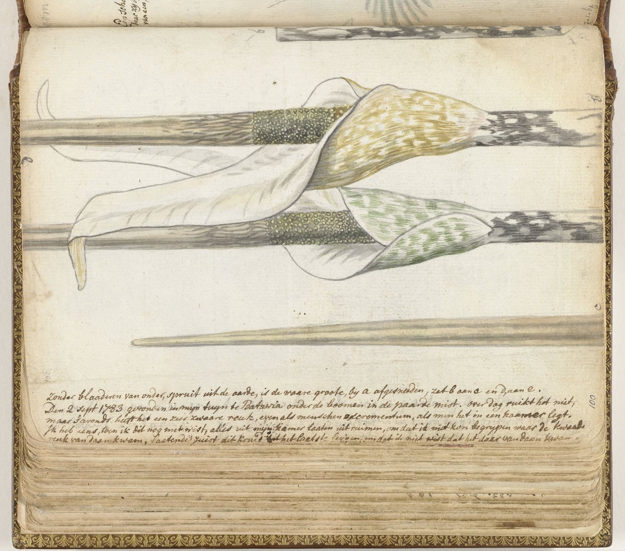 Duftende urt av Jan Brandes