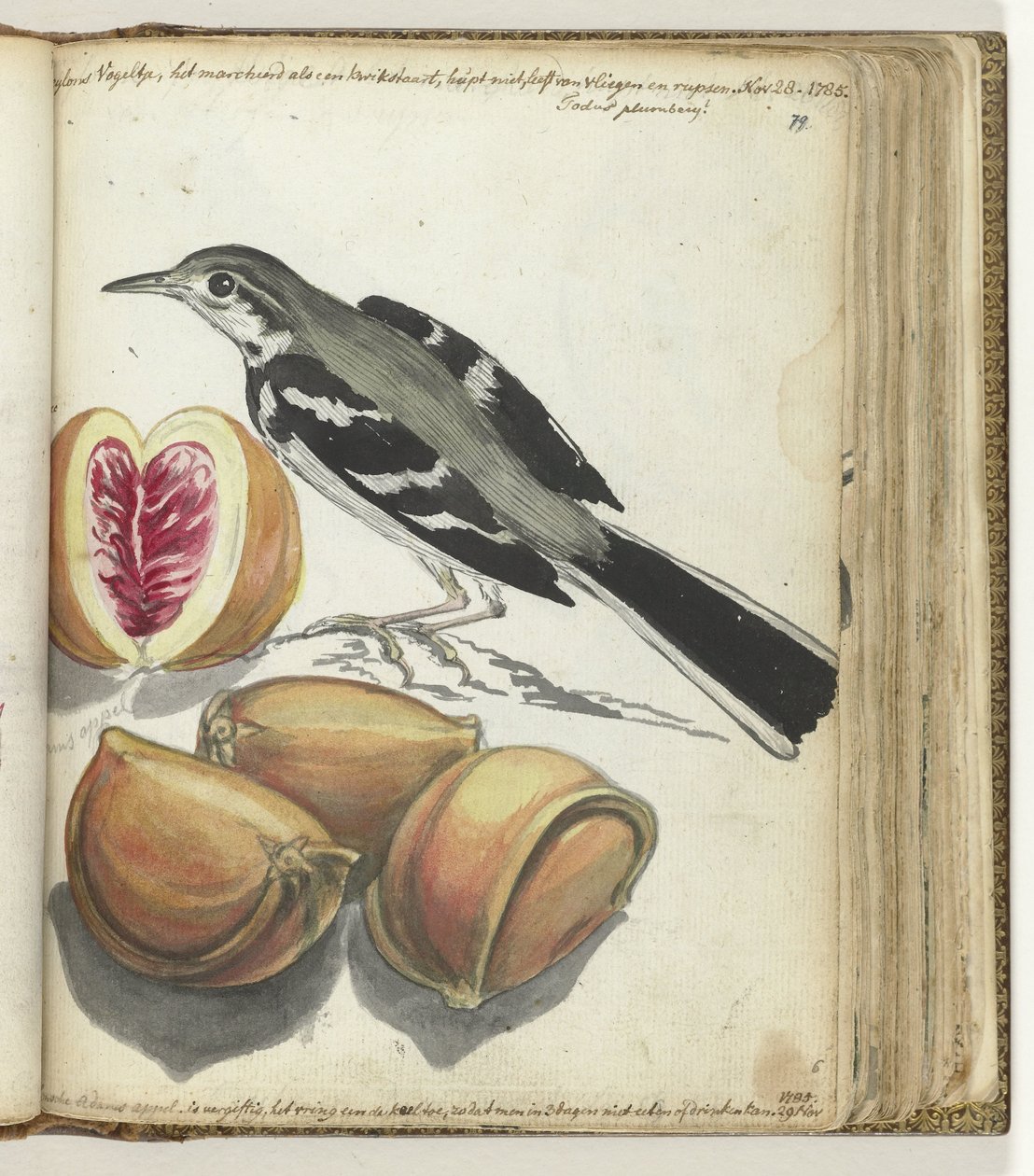 Løphale med frukt av Jan Brandes