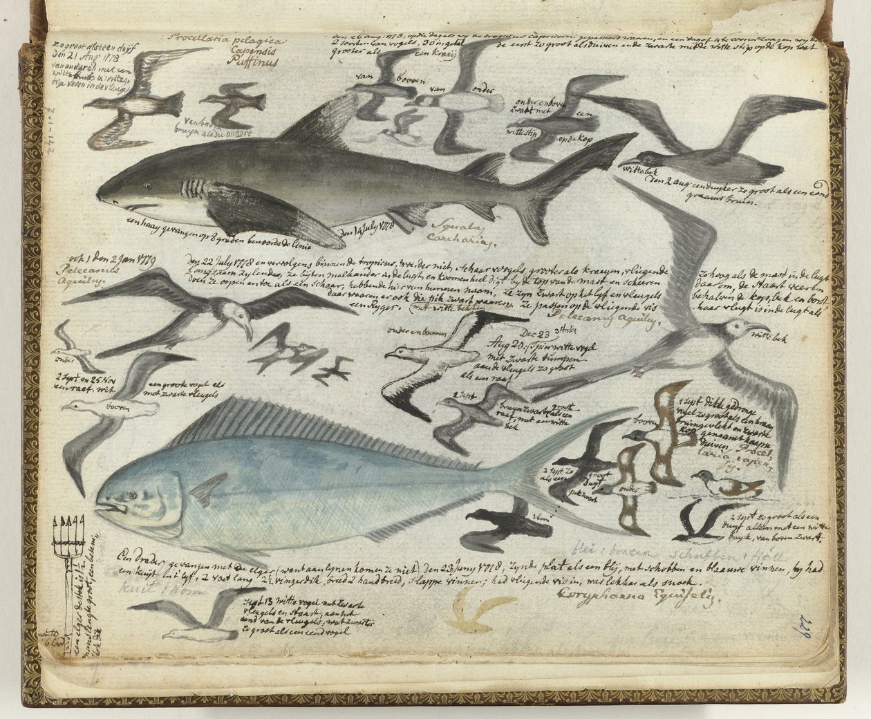 Sjøfugler og sjøfisk av Jan Brandes