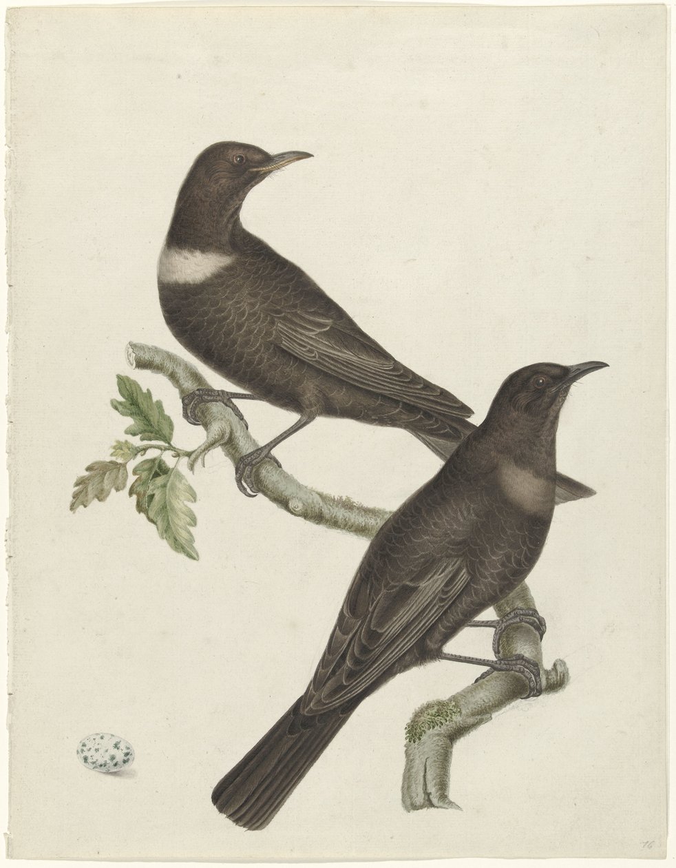 To ringtroster (Purdus torquatus) med et egg av Jan Christiaan Sepp (possibly)