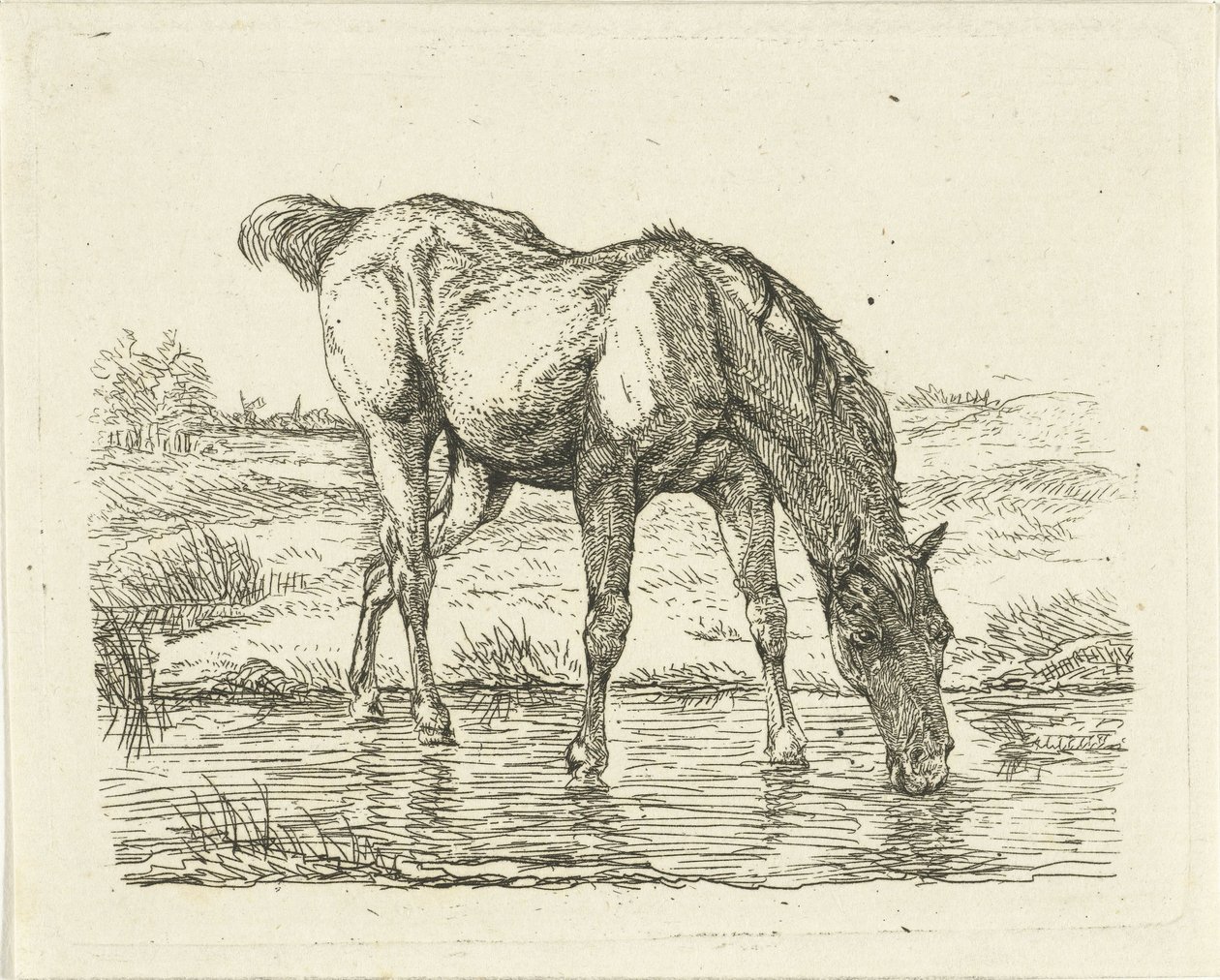 Drikkehest av Jan Dasveldt