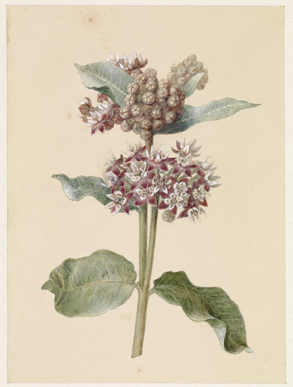 Blomstrende Asclepias-arter av Jan Jacob Goteling Vinnis