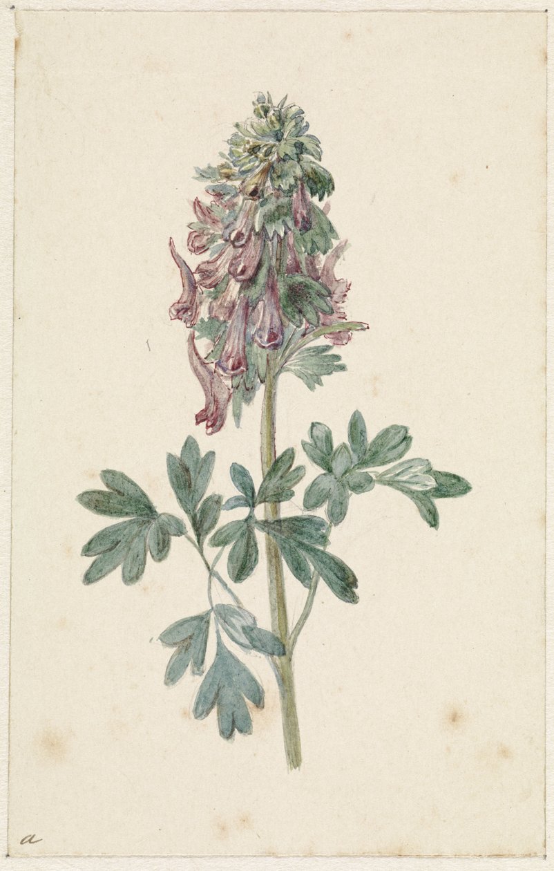 Bloeiende Corydalis bulbosa   1387517   no       norwegian Successfully Translated  Original: "Kiøbenhavns Skilderie". Nr. 2 Translat: "Kiøbenhavns Skilderie". Nr. 2 1263272 no norwegian Successfully Translated Original: Christ on the Cross, 14861488. Tran av Jan Jacob Goteling Vinnis