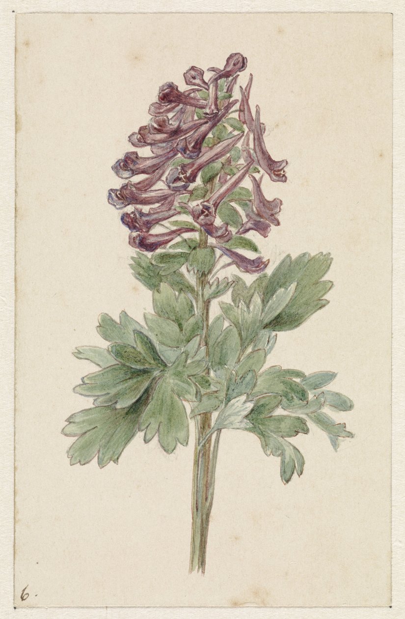 Blomstrende Corydalis bulbosa av Jan Jacob Goteling Vinnis
