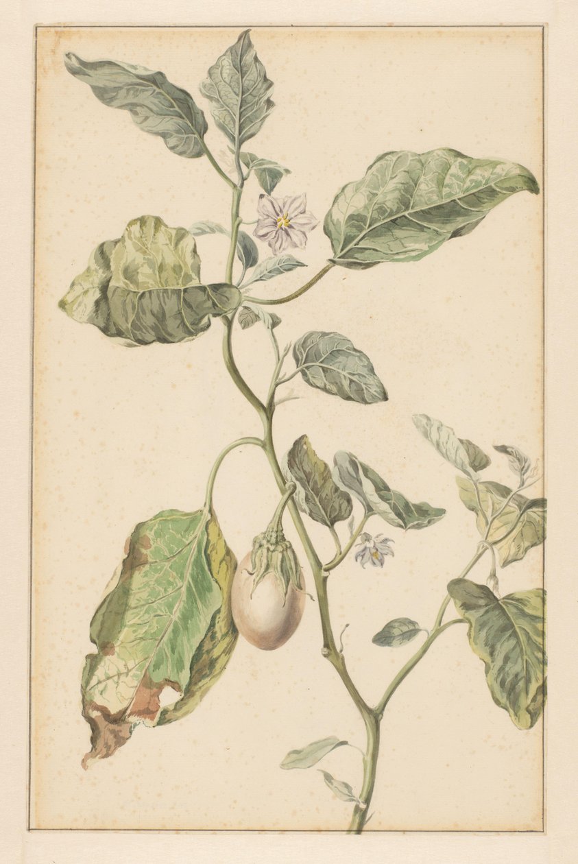 Aubergineplante (tittel på objekt) av Jan Jansz. van der Vinne