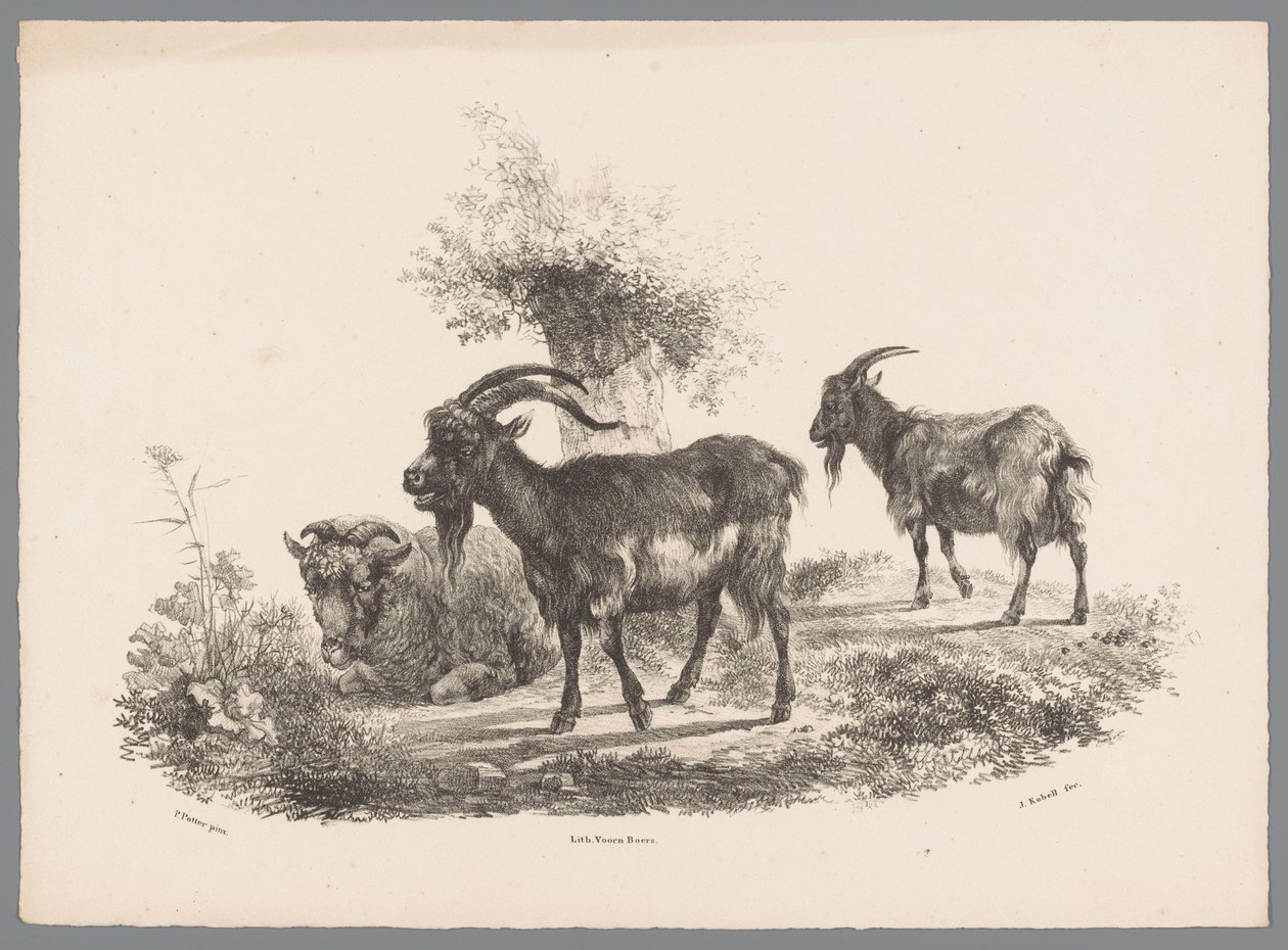 To geiter og en sau ved et tre Beesten Studien av J. Kobell etter Paul Potter Nr. 1 (serietittel) av Jan Kobell (III)
