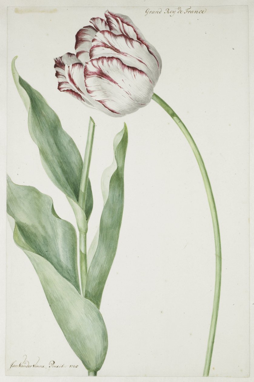 Tulip Grand Roy de France av Jan Laurensz. van der Vinne