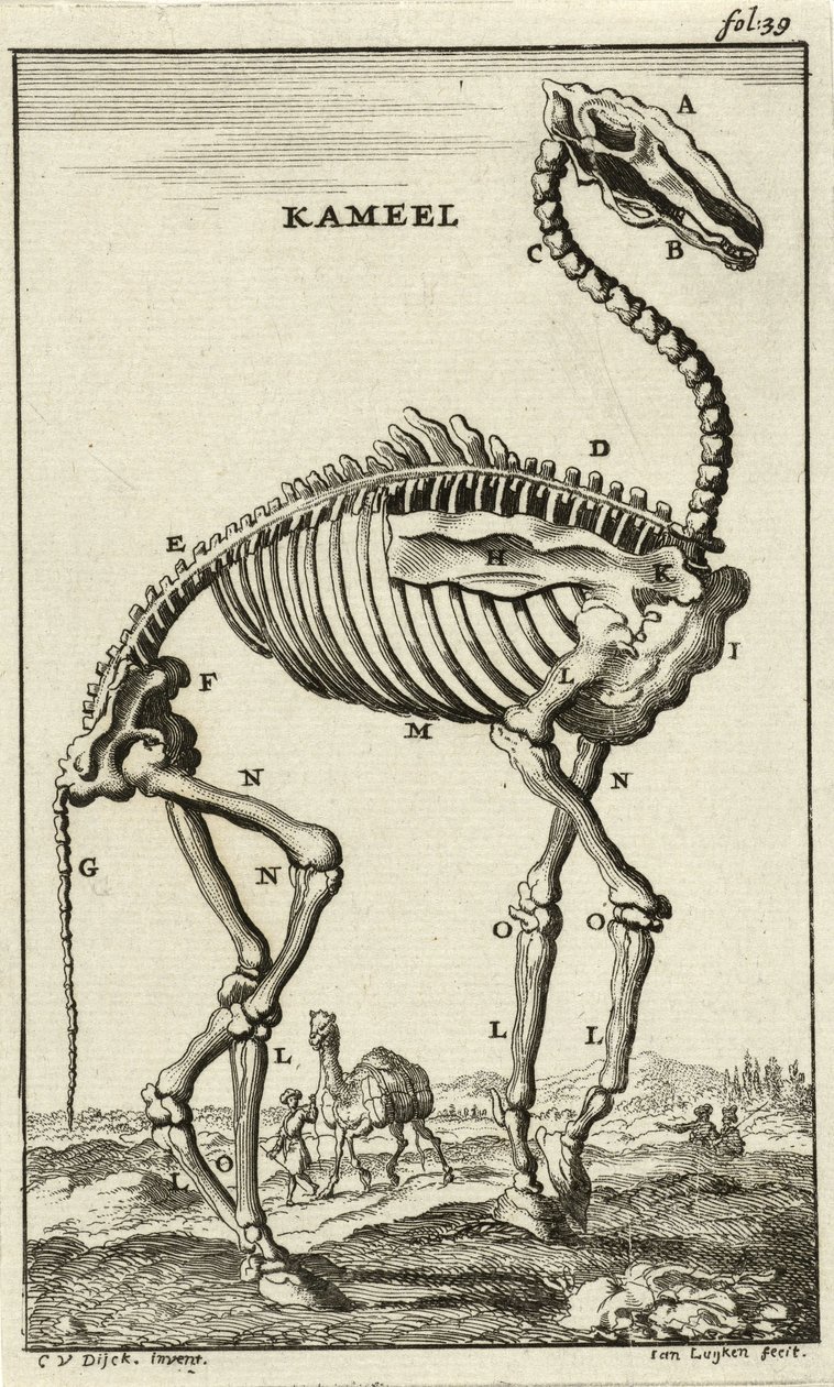 Skjelett av en kamel, ca. 1680-tallet av Jan Luyken