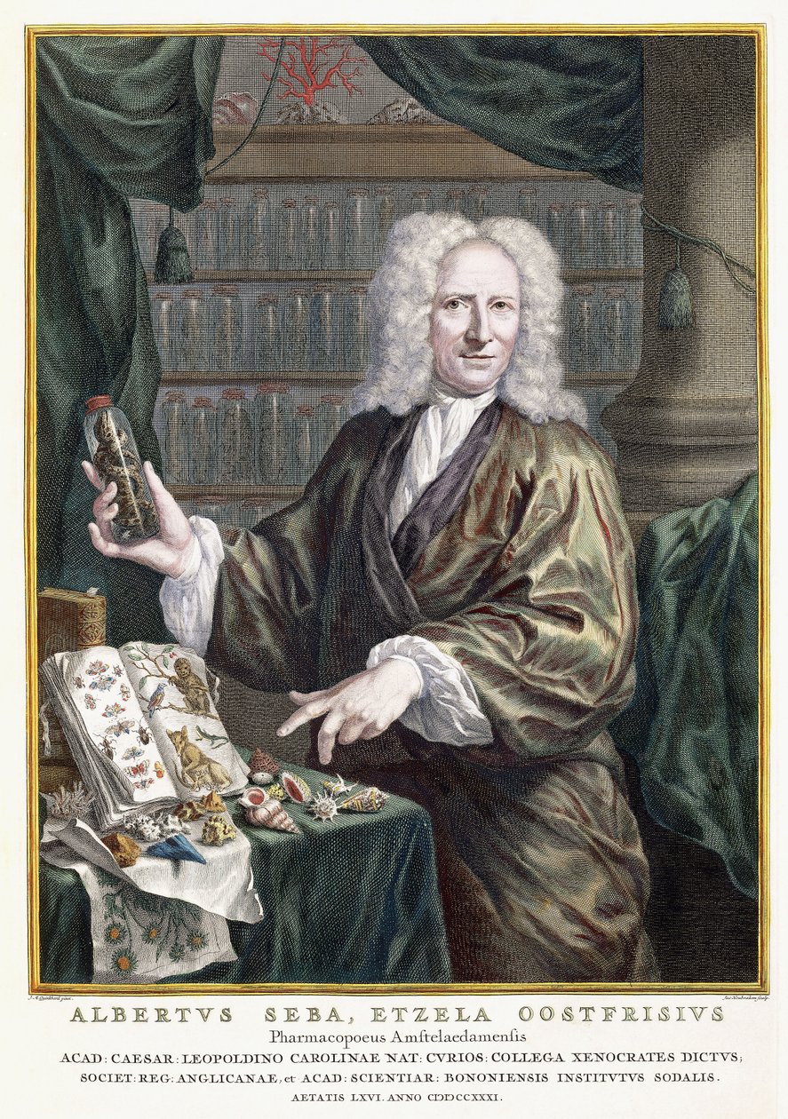 Portrett av Albertus Seba, fra "Den mest nøyaktige beskrivelsen av naturskattene", 1734-1765 av Jan Maurits Quinckhardt