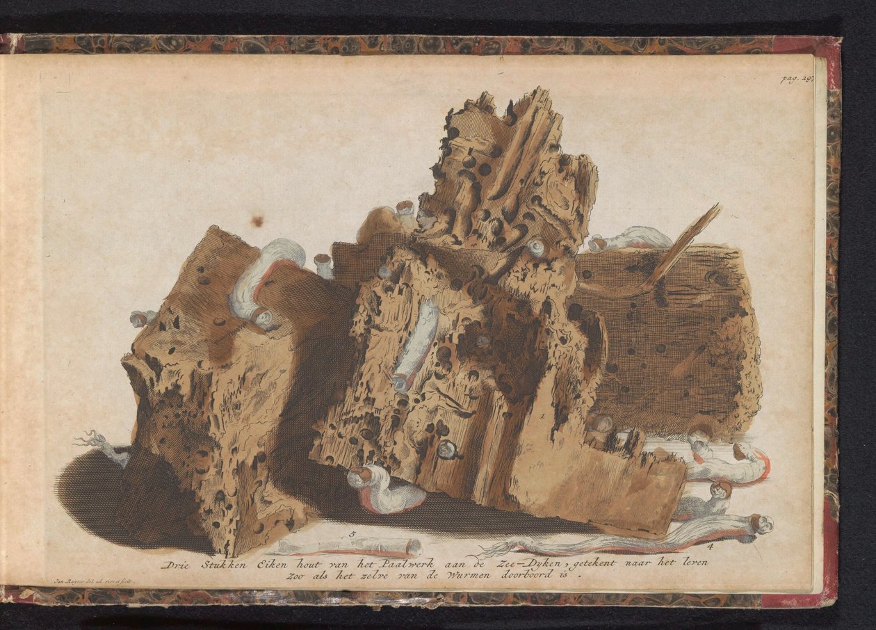 Deler av pælearbeid påvirket av skipsorm, 1731 Tre stykker eiketre fra Paalwerk aan de Zee-Dyken, tegnet etter livet slik det ble gjennomboret av Wurmen (tittel på objekt) av Jan Ruyter