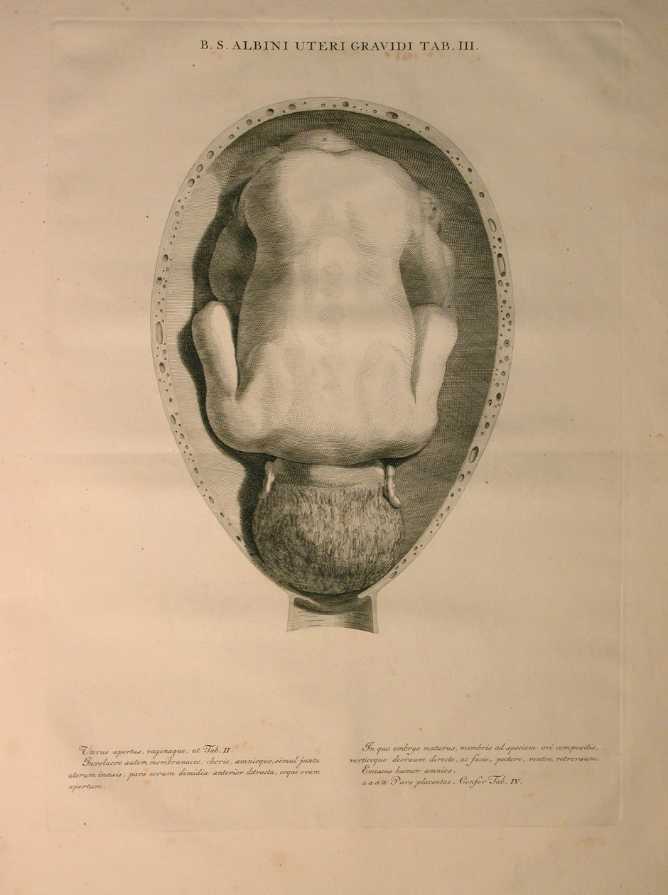 Albinus, Uterus, Pl. III, illustrasjon fra 