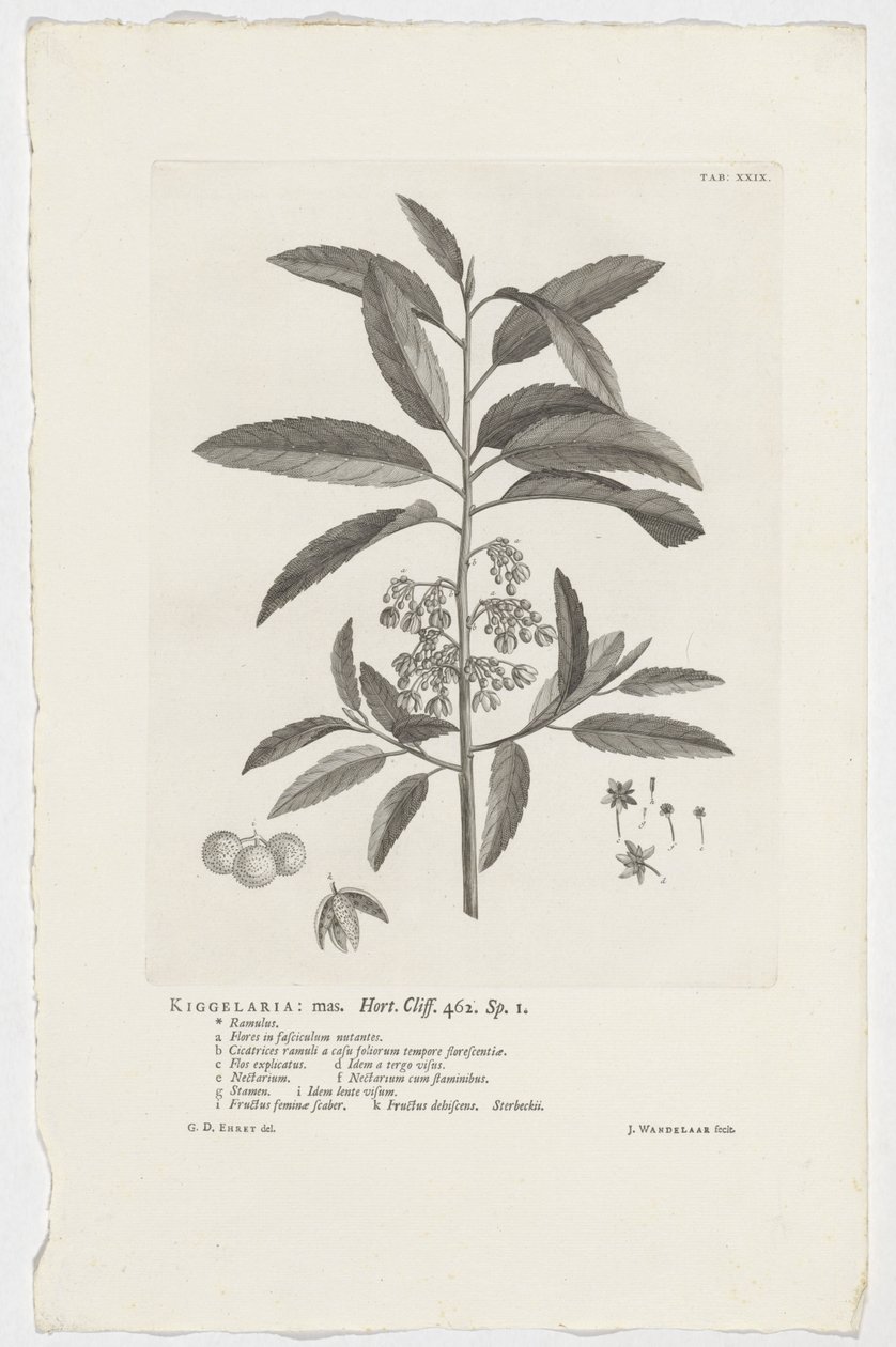 Kiggelaria africana Kiggelaria: mas. Hort. Klippe. 462. sp. 1 (tittel på objekt) av Jan Wandelaar