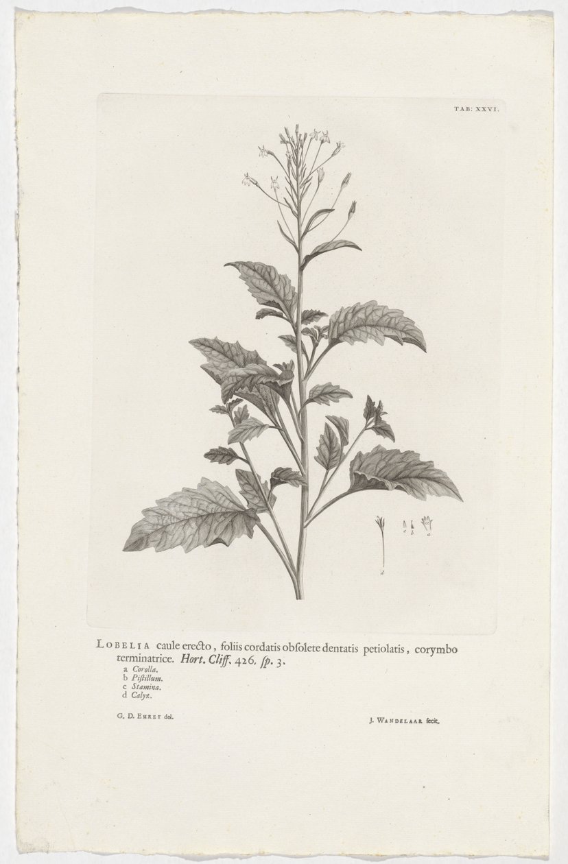 Lobelia cliffortiana Lobelia med en oppreist stilk, hjerteblad med avlange tannstilte, avsluttende corymbose. Hage. Klippe. 426. sp. 3 (tittel på objekt) av Jan Wandelaar