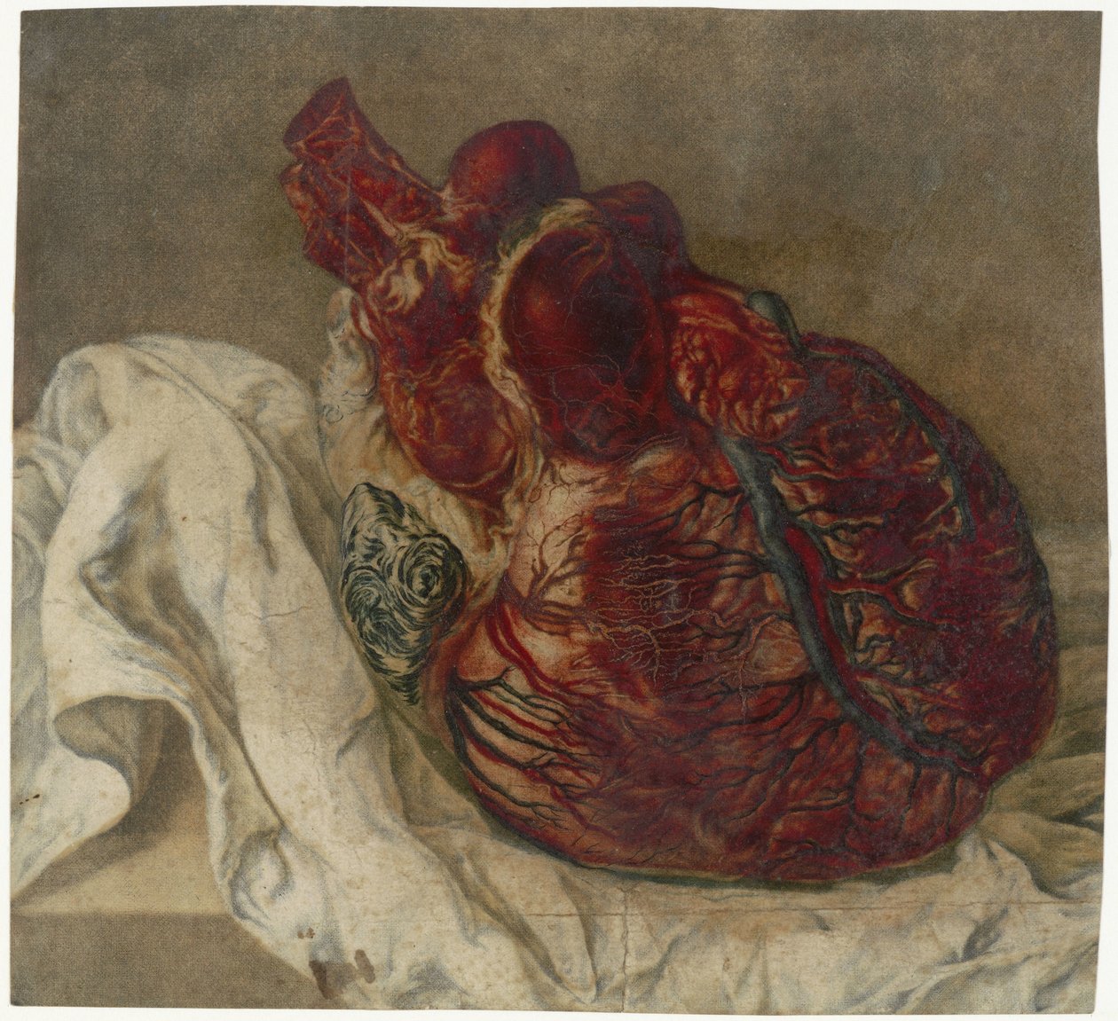 Utskrifter av hjernen og hjertet Anatomisk studie av et menneskelig hjerte av Jan l