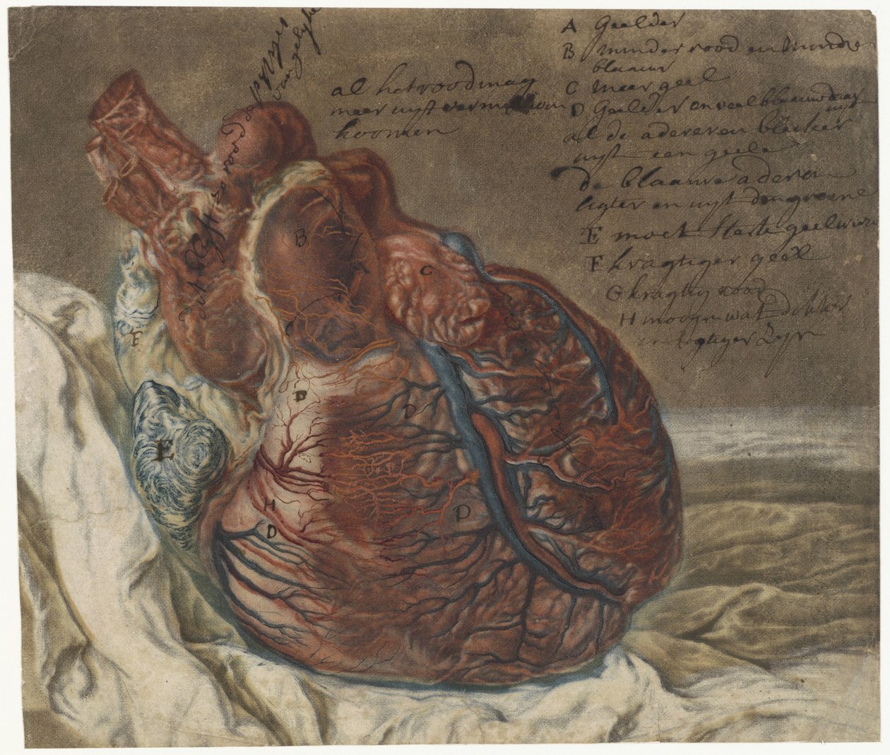 Utskrifter av hjernen og hjertet Anatomisk studie av et menneskehjerte av Jan l