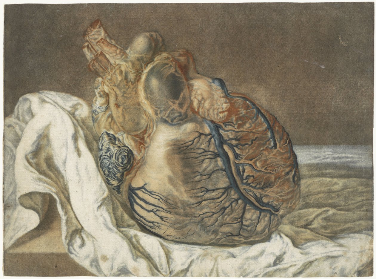 Utskrifter av hjernen og hjertet Anatomisk studie av et menneskelig hjerte av Jan l
