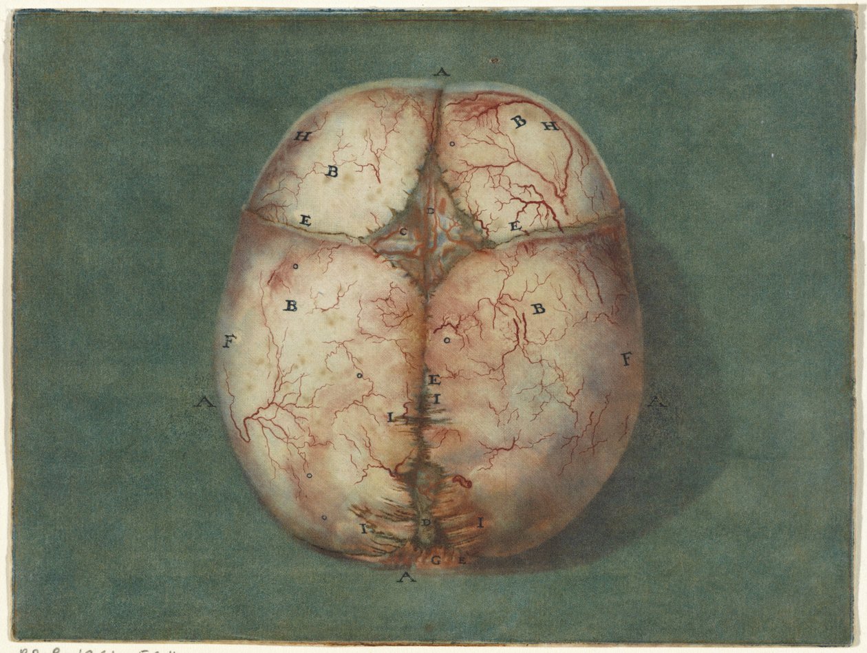 Utskrifter av hjernen og hjertet Anatomisk studie av hodeskallen til en umoden baby av Jan l