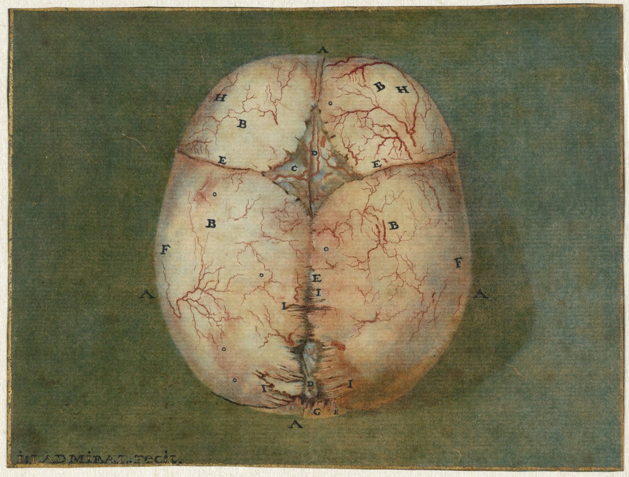 Utskrifter av hjernen og hjertet Anatomisk studie av hodeskallen til en umoden baby av Jan l