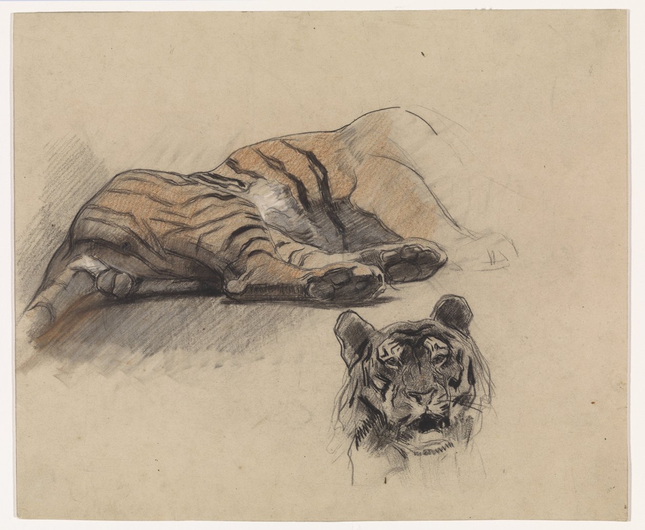 Tilbakelent tiger, og hodet til en tiger av Jan van Essen